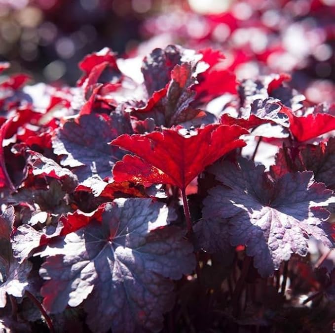 Melting Fire Heuchera ~100 Seeds – Coral Bells – Deep Red & Burgundy Foliage – Hardy Perennial – Full Sun to Shade – Drought Tolerant – Hummingbird Friendly – Pelleted – 2nd Year Maturity