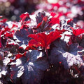 Melting Fire Heuchera ~100 Seeds – Coral Bells – Deep Red & Burgundy Foliage – Hardy Perennial – Full Sun to Shade – Drought Tolerant – Hummingbird Friendly – Pelleted – 2nd Year Maturity