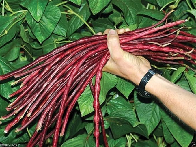 Red Yard Long Bean Seeds for Planting - 20 Seeds - Asparagus Bean | Snake Bean | Chinese Long Bean