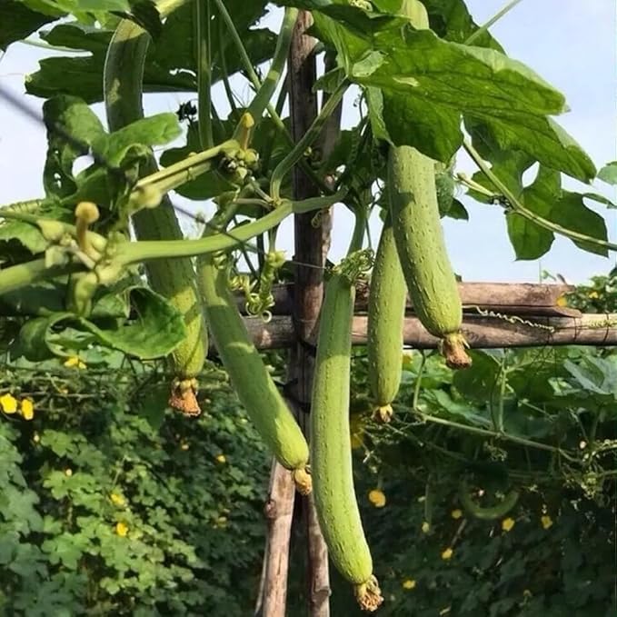 30+ Long Angled Luffa & Gourd Smooth Luffa Seeds Vegetable Fruit Seed Edible Tropical Vegetable Garden Asian Luffa
