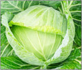 250 Golden Acre Cabbage Seeds for Planting Non GMO Heirloom Seeds Fresh Vegetable Garden Seed