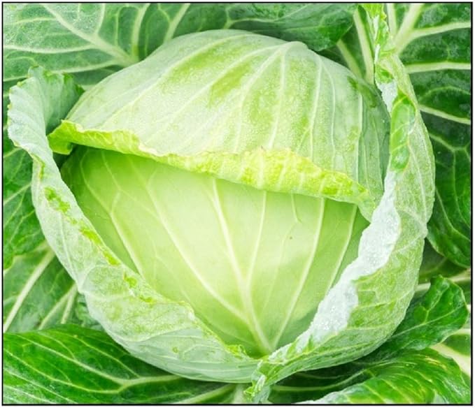 250 Golden Acre Cabbage Seeds for Planting Non GMO Heirloom Seeds Fresh Vegetable Garden Seed