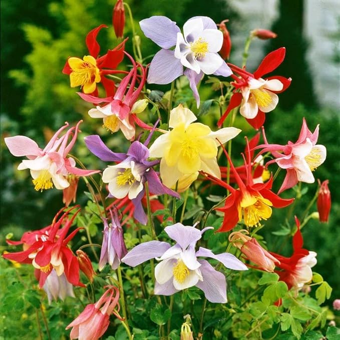 Columbine McKana Mix Seeds – Aquilegia Caerulea | Perennial Wildflower for Pollinators | Elegant Long-Spurred Blooms