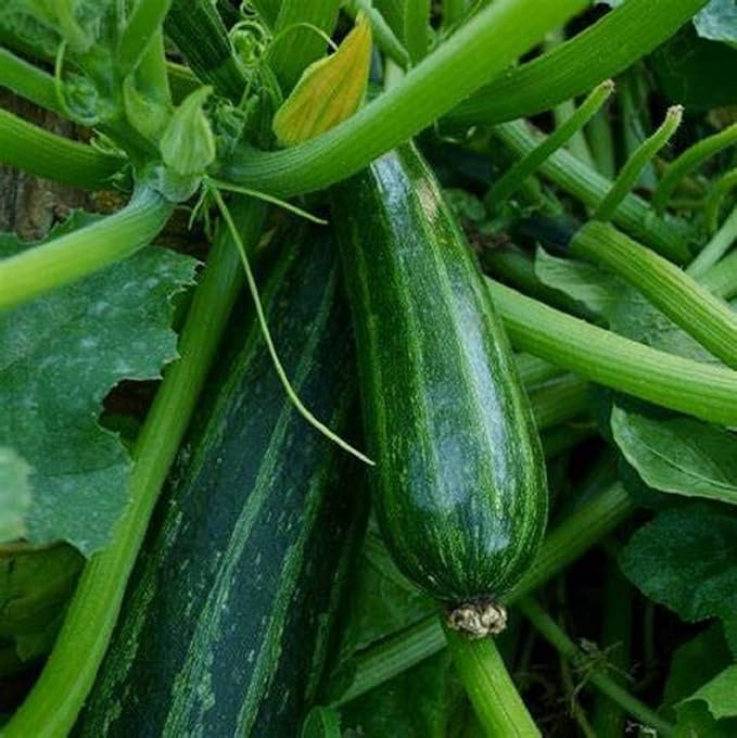 Cocozelle Summer Squash Seeds,50 Count COOL BEANS N SPROUTS Brand. Heirloom. Non-GMO. Home Gardening.
