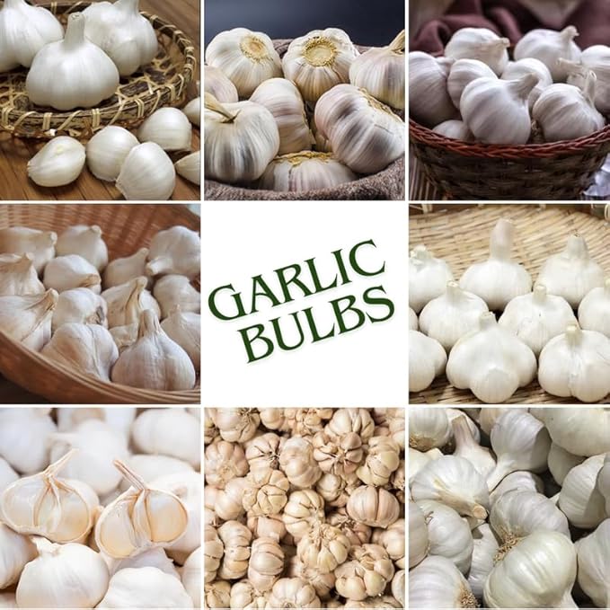 1 Pound Music Hardneck Garlic Bulbs for Planting, Fresh High-Yield Hardy Garlic for Garden or Container Growing