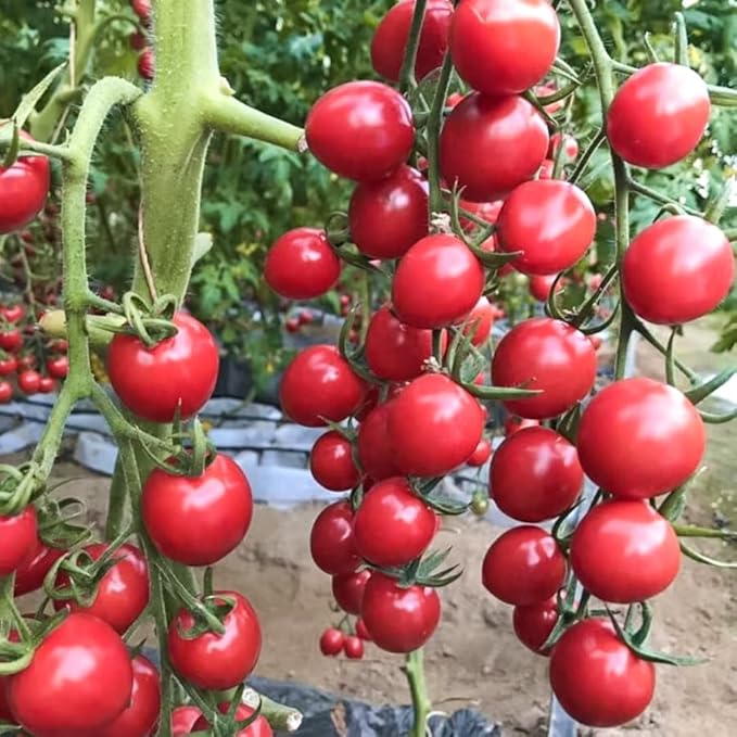 Seeds Cherry Tomato Sugar Lump Gardener's Delight Heirloom Vegetable for Planting Non GMO