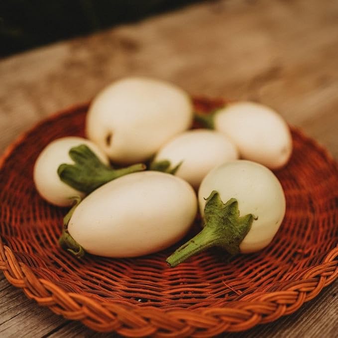 Japanese White Egg - 25 Seeds - Rare Heirloom Eggplant Variety, Non-GMO Heirloom Eggplant Seeds for Planting in The Home Garden, Thresh Seed Company