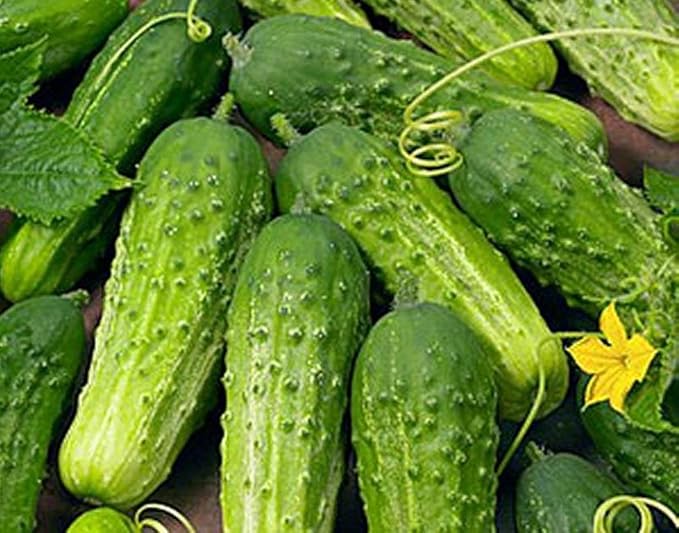 Cucumber Boston Pickling Great Heirloom Vegetable Seeds by Seed Kingdom (1 Lb Seeds)
