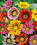 KIRA SEEDS - Seeds Treasure Flower Mix- Gazania - Annual Flowers for Planting - GMO Free