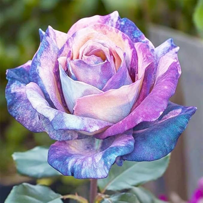 325+ Mix Color Rose Seeds for Plantng- Heirloom Non-GMO Flower Seeds for Garden Blooms