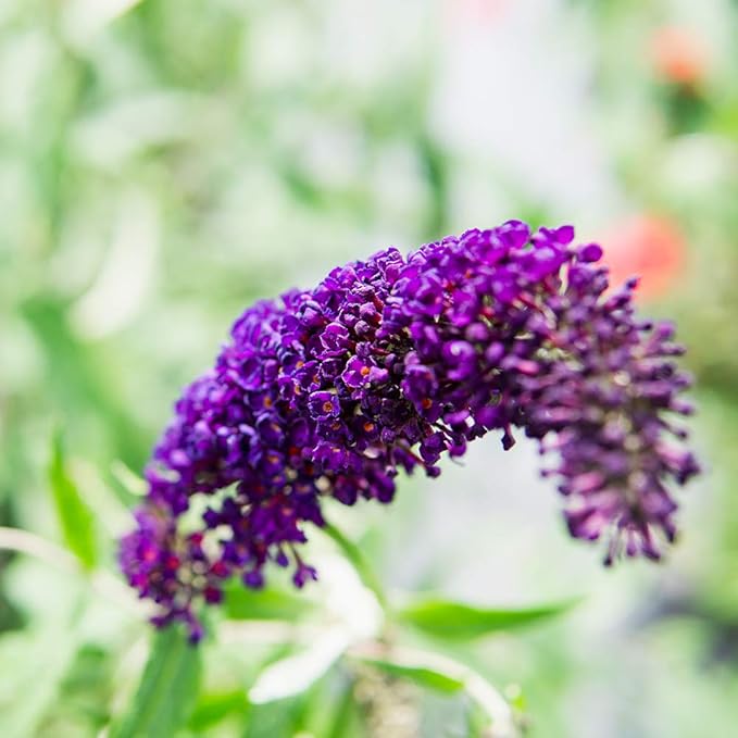 Perfect Plants Black Knight Butterfly Shrub 1 Gallon | Live Bush for Outdoor Planting | Attracting Pollinators Like Butterflies, Bees, and Hummingbirds | Beautiful Dark Purple Flowers in Summer