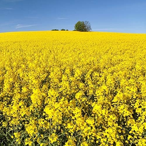 Outsidepride Trophy Forage Rape Seed - 5 Lbs Heat, Cold & Drought-Tolerant Brassica Food Plot Seed, Ideal for for Deer & Livestock Grazing, Fall Planting, Soil Improvement, & Erosion Control