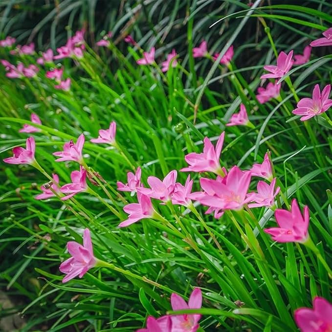 Votaniki Zephyranthes Robustus Bulbs - Long Lasting Blooms, Perennial Rain Lily Bulk & Wholesale Bulbs for Planting | Easy to Grow and Low Maintenance (50 Pack)