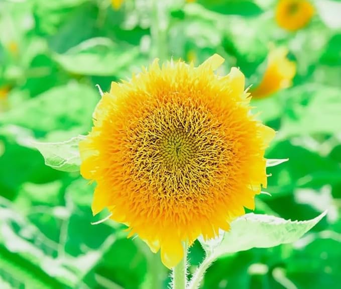 30PCS Mixed Color Sunflower Seeds for Planting Non-GMO Flower Seeds Heirloom