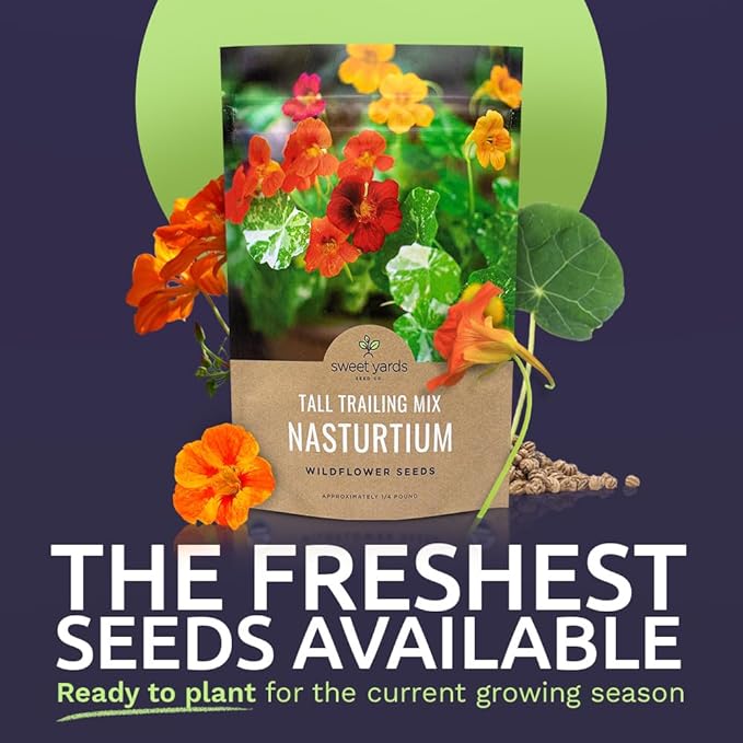 Nasturtium Seeds – Mixed Colors – Bulk Quarter Pound Bag – Over 900 Open Pollinated Non-GMO Flower Seeds – Tropaeolum majus