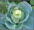 Cabbage Seed, Golden Acre, Heirloom, Non GMO, 100 Seeds, Tasty Healthy Veggie