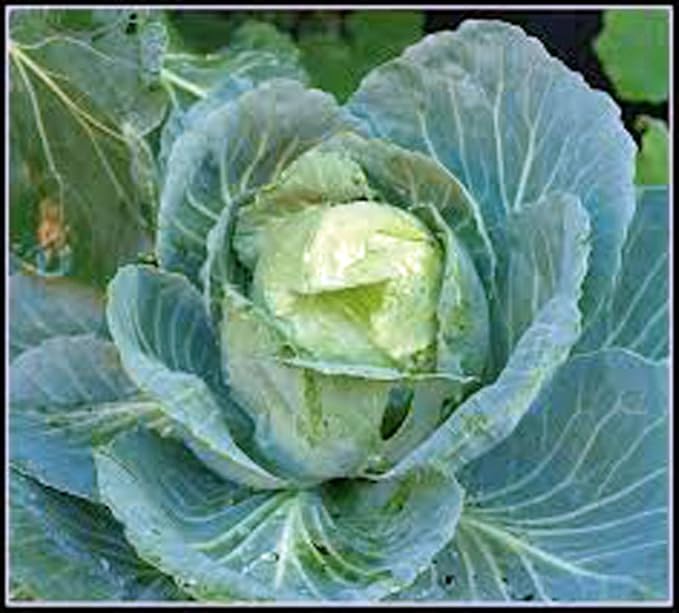 Cabbage Seed, Golden Acre, Heirloom, Non GMO, 100 Seeds, Tasty Healthy Veggie