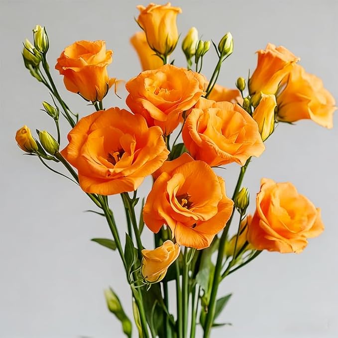 1200+ Mixed Lisianthus Seeds for Planting-Non-GMO Heirloom Plant Seeds Garden Outdoor-Fragrant, Attracts Bees and Butterflies