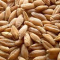Triticale Grain Seeds - 1 Lb - Non-GMO, Organic - Hybrid of Wheat & Rye - Sprouting & Cover Crop Seed