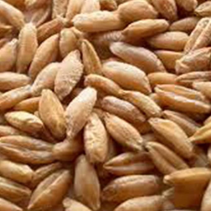 Triticale Grain Seeds - 1 Lb - Non-GMO, Organic - Hybrid of Wheat & Rye - Sprouting & Cover Crop Seed