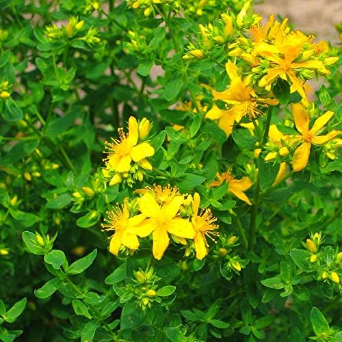 Seeds St. John's Wort Plant Medicinal Herbs Perennial Garden for Planting Non GMO 2000 Seeds