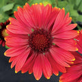 Park Seed Arizona Red Shades Blanket Flower Seeds, Large Red Blooms, Pack of 25 Seeds