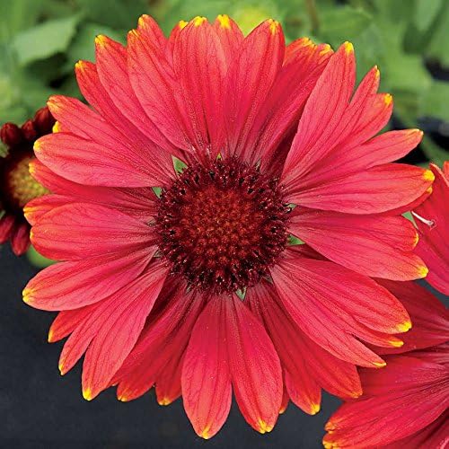 Park Seed Arizona Red Shades Blanket Flower Seeds, Large Red Blooms, Pack of 25 Seeds