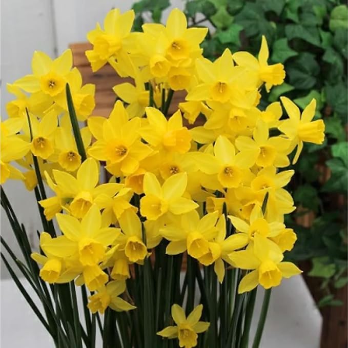 20 Daffodil Bulbs for Fall Planting, Spring-Blooming Narcissus Bulbs, Bulk Top Size Bulbs for Gardens, Borders and Flowerbeds Planting (Yellow Daffodil Bulbs)