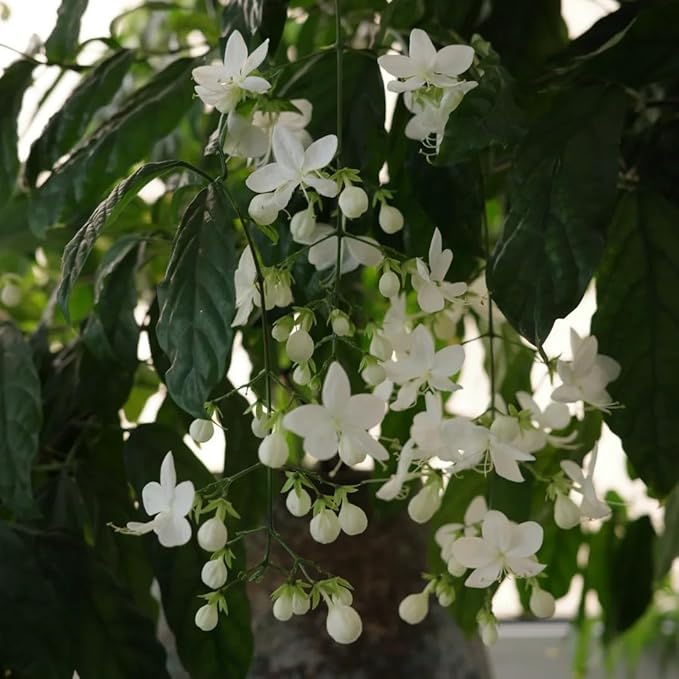 Climbing Jasmine Flower Seeds for Planting, 100 Jasminum Sambac Seeds, Perennial Flower Plants, Non-GMO Heirloom Climbing Jasmine Seed for Home Garden, Balcony, Vertical Garden Decor