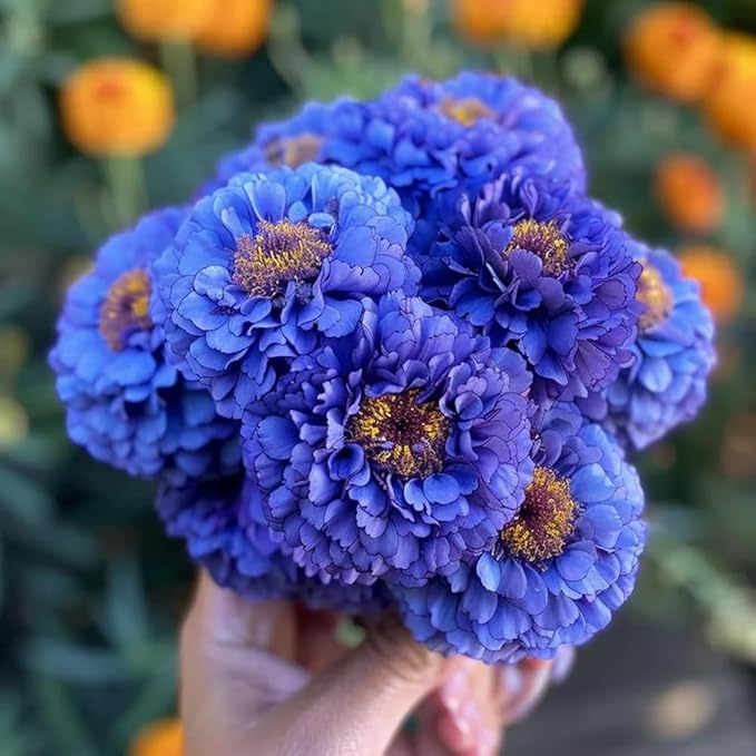 300+ Marigold Seeds for Planting Outdoors-French Marigolds Seeds-Non-GMO Heirloom Flowers Seed to Plant Perennial Flower Seed for Garden Outdoor