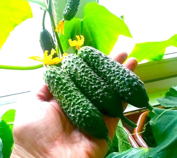 Seeds Indoor Cucumber Self-Pollinating 10 Seeds for Planting Non-GMO