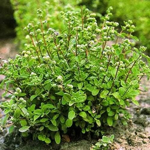 NIKA SEEDS - Seeds Herb Sweet Marjoram Oregano Medicinal - 1000 Seeds