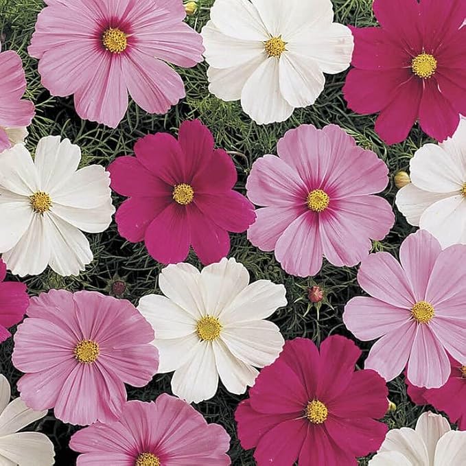 Park Seed Sonata Mix Cosmos Flower Seeds – Pack of 500 Seeds, White, Red, and Pink Blooms, Compact 2-Foot Plants, Ideal for Borders, Containers, and Edging