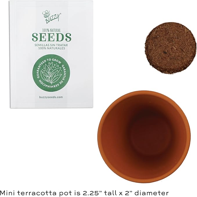 BUZZY Seeds Daydream Mini Terracotta Pots 12-Pack with Daisy Seed Packets – All-in-One Starter Set with Growing Medium and Easy Instructions, Gardening Gift, Wedding Favors, Corporate Gifting