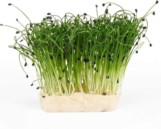 2 oz Garlic Chive Seeds, Non-GMO, Pure Microgreen Seeds, Delicious Herb! Microgreens, Sprouting Seeds,Country Creek Brand Microgreen Seeds.
