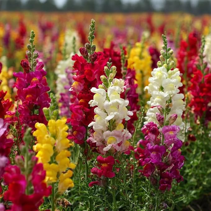 200pcs Snapdragon Seeds Flower Seed Antirrhinum majus Tetra Mix Multi Color Blooms Cut Flowers Non-GMO