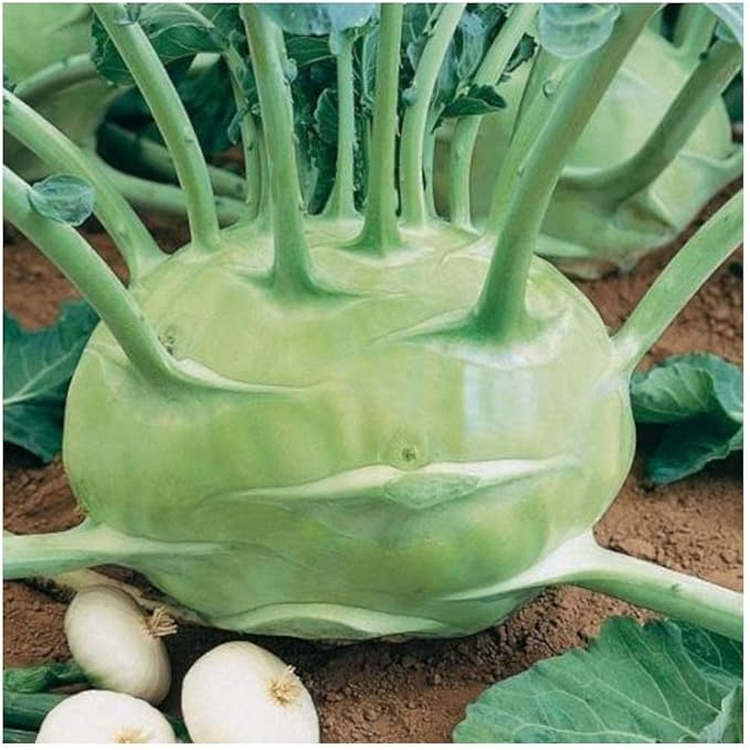 100+ Seeds Giant Kohlrabi Cabbage Biennial - Vegetable Green