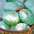 Park Seed Tropic Giant Hybrid Cabbage Seeds - Pack of 1000 Seeds, Giant 15-Pound Heads, Flattish Round Shape, Perfect for State Fairs, Prized Harvests, Cool-Season Crop