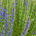Hyssop Plant Seeds - 100 Count Seed Pack - an Attractive Flowering herb commonly Grown for its flavorful Leaves - Country Creek LLC