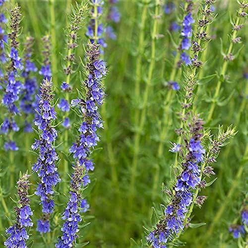 Hyssop Plant Seeds - 100 Count Seed Pack - an Attractive Flowering herb commonly Grown for its flavorful Leaves - Country Creek LLC