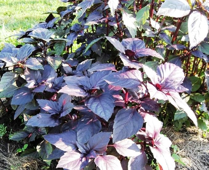 KIRA SEEDS - Seeds Opal Purple Basil - Heirloom Herbs - GMO Free
