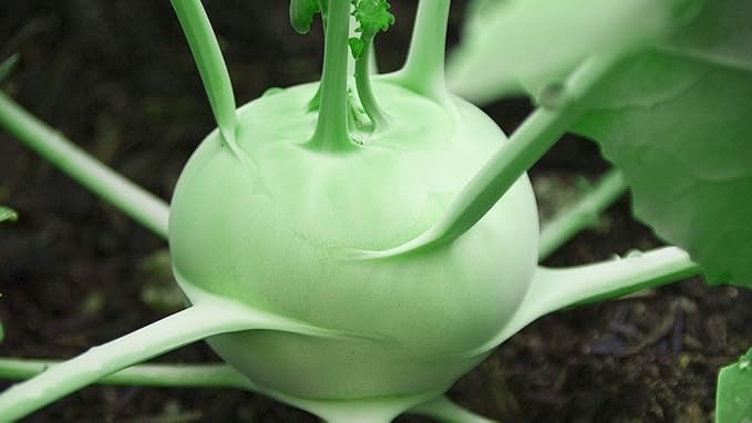 Seeds Vegetable Kohlrabi Giant Cabbage Biennial Green - 100 Seeds