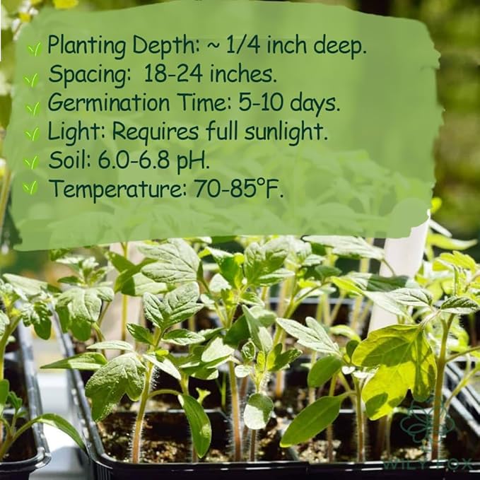 Premium Big Tomato Seeds – 300 Heirloom Non-GMO Seeds for Planting - Juicy, Large Red Tomatoes - Ideal for Home Garden, Outdoor, Patio, Containers, Vegetables, Fresh Tomato Gardening