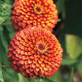 Park Seed Zinnia Seeds, Planting Flowers, Easy to Grow, Non-GMO, Perfect for Spring Garden, Crouching Tiger, Pack of 50