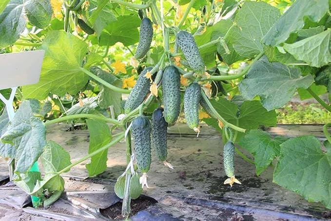 SeedsUP - 40+ Seeds Cucumber Parisian Gherkin - Vegetable Open-Pollinated