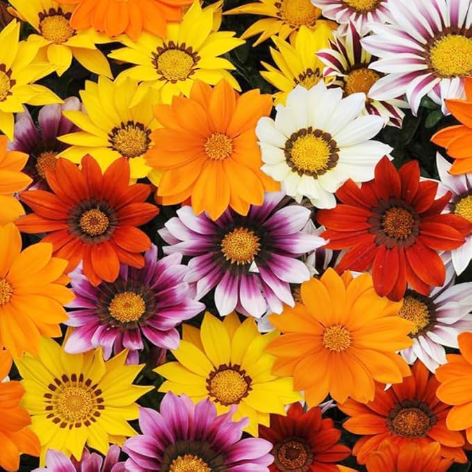 300+ Perennial Gazania Rigens Flower Seeds for Planting-Heat and Drought Tolerant - Beautiful Flower