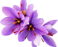 20 Large Saffron Crocus Sativus Corms for Planting - Premium Saffron Crocus Bulbs with Instructions Included - Grow Your Own Saffron Plant with Saffron Corms - Crocus Sativus Bulbs