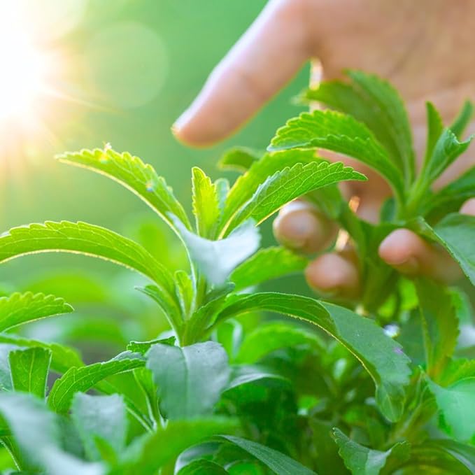 2 Stevia Plants Live for Planting, 4-8" Tall, Well Rooted Stevia Herb Live Plants Indoor Outdoor