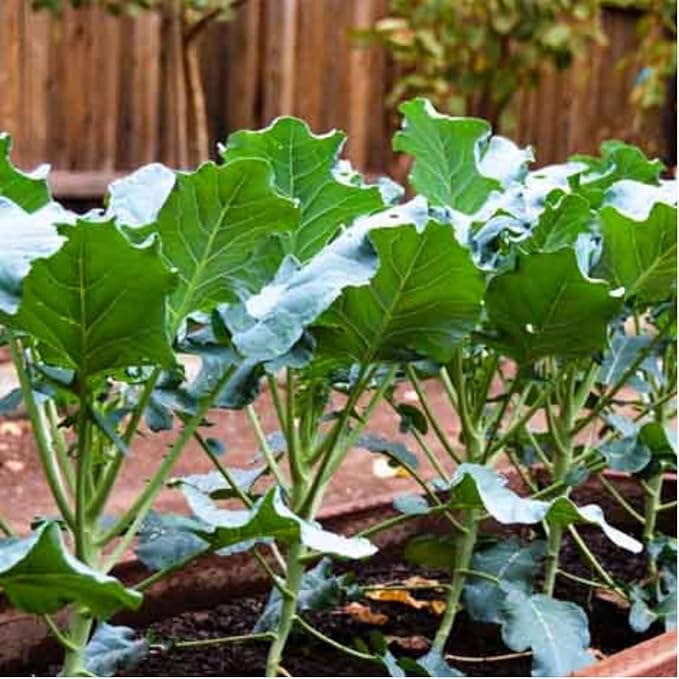 3 Cauliflower Plants Live, Cauliflower Live Plants, High Yield Vegetable Plants, 4 to 6 Inc