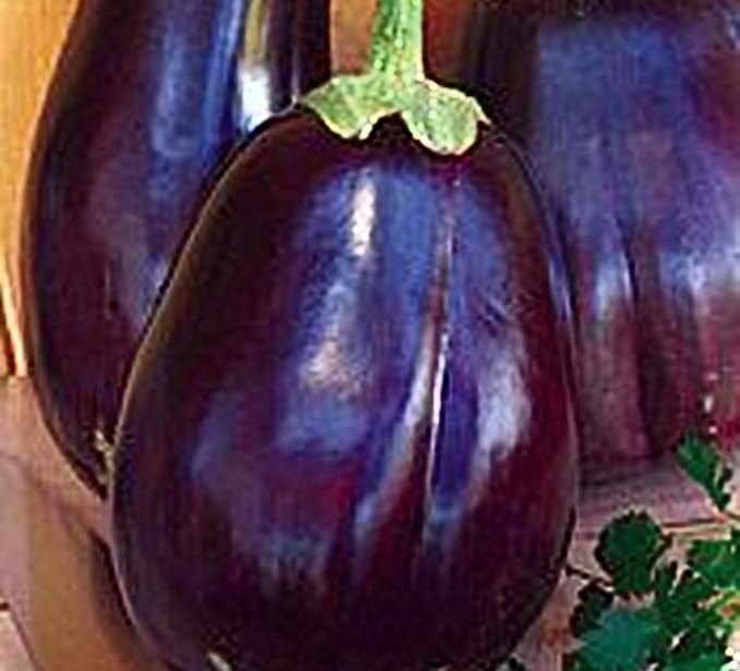 Eggplant Black Beauty Great Heirloom Vegetable 400 Seeds